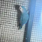 للبيع انثى روز الي توقف عليه سومه نصيبه