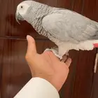 للبيع ببغاء كاسكو اليف ومتكلم