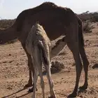 خلفه للبيع
