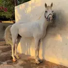 حصان شعبي هادي