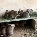 أرانب إيطاليه