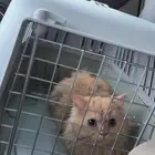 قطه شيرازي للتبني مطعمه