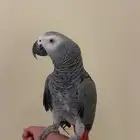 كاسكو متكلم العمر 3سنوات