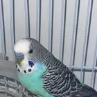 عصفور بادجي مع قفص