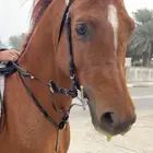 للبيع حصان بدقري قوي