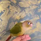 كنيور اليف للبيع مستعجل