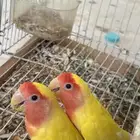 جوز روز لاتينو