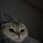 قطه سكوتش فولد للبيع