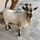 تيس قزم واحد