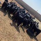 معزاء عوارض