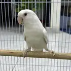 روز البينو
