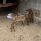 3غنام 2رباع 1سديس 2عنقان 1اتيس