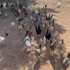 دجاج بشاير وبياض ورجان