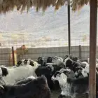 تيوس عوارض جادعان