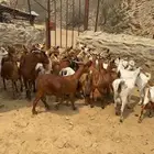 معزا دهم متابيع وقرايب