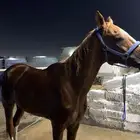 خيل
