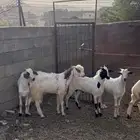 تيوس وطليان