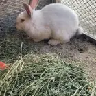 ارنب أبيض فرنسي ذكر