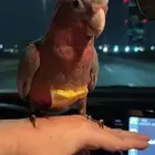 مفقود ببغاء كوكاتو قالا