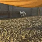 رخل رباع متبع