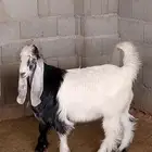 انعام نوع تيس عارضي توه صغير