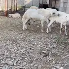 خروف فحل حار مشروط السن سدس