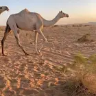 البيع ضروبه عل شرط ذلوال اصيل عل هملوال العواجي