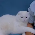 قط لي التزاوج سكوتش هجين شيرازي ذكر