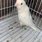 روز ذكر