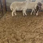 شياه مهجنه