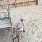 مراح قزميات بيور