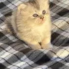قطط شيرازيه للبيع جميله جدا