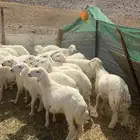طليان ورخال