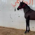 حصان واهو