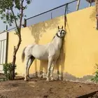 فرس شعبيه للبيع