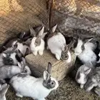 للبيع ارانب فرنسي