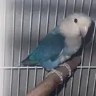 جوز روز منتج