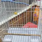 قفص ببغاء