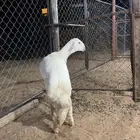 مشروع فحل
