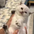 قطط شكوتش للبيع