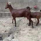 عنز ثنيه تحتها جفره ( تم البيع )