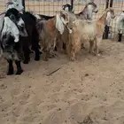 جفار عوارض
