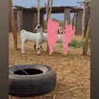 جفره فاخره بيشيه