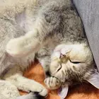 للبيع قطه سكوتش ستريت