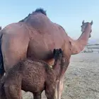 ملفه حمراء سديس هديه وحليبها واجد للبيع