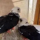 زوج قطيفي