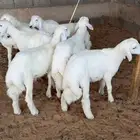 7 طليان هرافا بريه