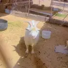 تيس تيكس