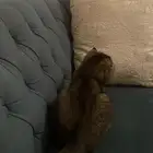 قط سكتش فولد بيور ذكر
