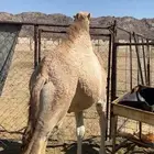 للبيع حاشي مفرود ناهي